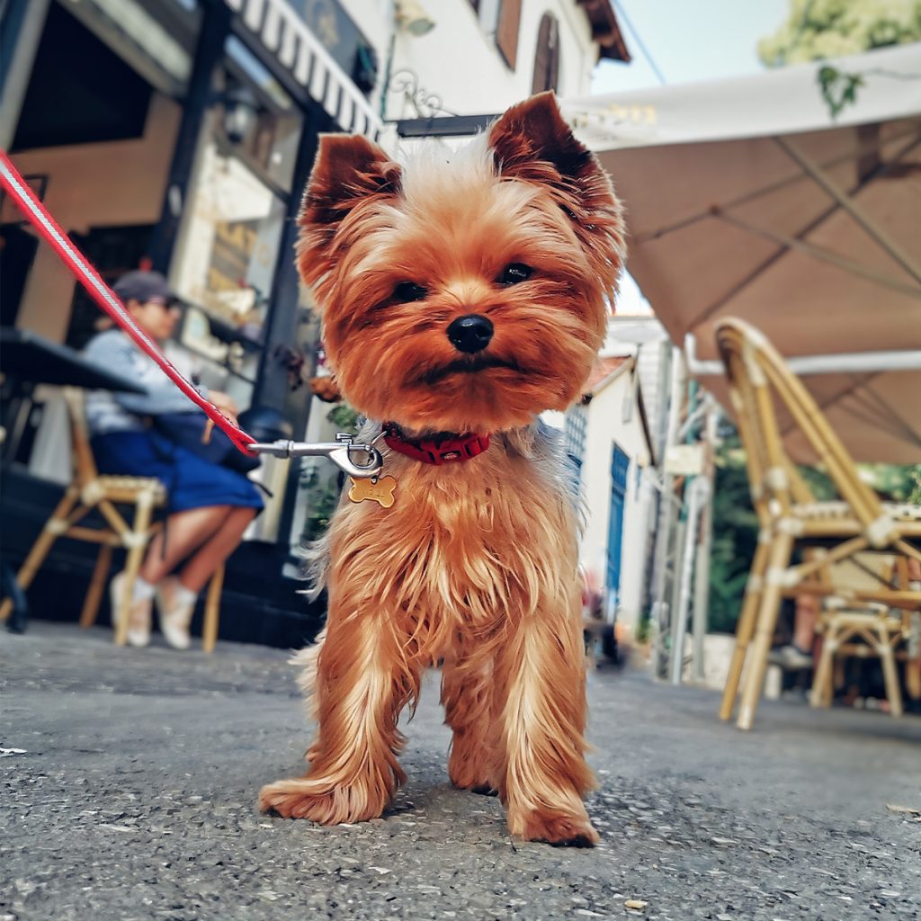 צילום תמונת כלב בסמארטפון - לופה LUPA